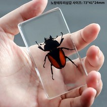 생물 전갈 표본 교육용 거미 수집용 지네 세트 수업, 주황색삽갑