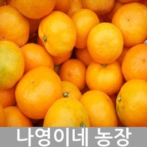 2023년 나영이네 고당도 귤 레드향 5kg 7.5kg 10kg-귤 달아요 산지직송, 레드향 4.5kg(10~18과)특대과-이중비닐포장