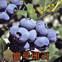 블루베리(신품종)3년결실주+전용흙5리터 나무 묘목 블루베리나무 베리나무