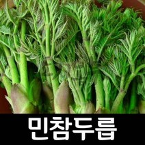 민참두릅/두릅나무/두릅 묘목/도시농부