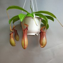 네펜데스/네펜더스/식충식물/공룡꽃식물원/40, 1개