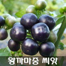[해피플라워] 비염 치료하는 왕까마중 씨앗 1g(약 600립) / 봄 파종 약초 종자