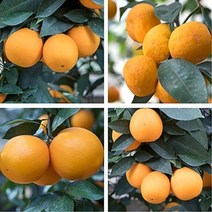 3~4년생 감귤묘목10종 레몬 한라봉 황금향 낑깡(금귤)나무 영양제 살충제포함, 3년생 레드향(영양제 살충제)