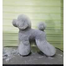 강아지미용연습 털손질 위그털 견습 애견미용자격증, 주니어 푸들 인조모  스탠다드 푸들 모델