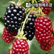 블랙베리나무 복분자딸기나무 가림원예조경, 슈퍼블랙베리나무 삽목2년생(2개세트)