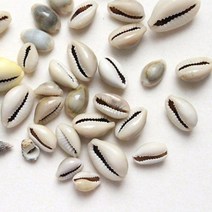 기타 바보사랑[도토리클래스]자연조개껍질_개오지100g, 단품