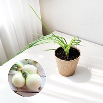 양파 키우기 풀 패키지 재배키트 DIY, 지피포트(1형)