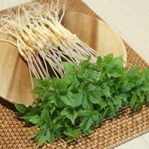 장보리 전남 무안 수경재배 새싹삼 대 100뿌리, 기본상품, 단품없음