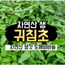 약초궁 귀침초 도깨비바늘 자연산 국산 도깨비풀 오리지널건조 차, 생귀침초1kg
