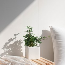 나루플랜트 실내 공기정화식물 화이트화분 공기청정 반려식물 인테리어식물, 1Ea, 아이비
