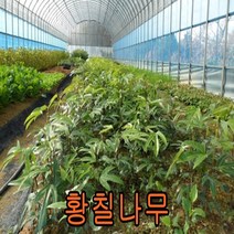 황칠나무 2년생포트 3그루 나무 묘목 나무판매 묘목판매 조경수