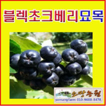 (G소망)블렉초크베리(아로니아)묘목(실생2년)10그루