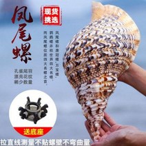 철갑상어키우기 구피암컷 베타암컷 천연초대법 너트 봉미나사 4대 명나사 자개 소라, 02 2729cm(기단보내기)
