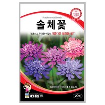 솔체꽃 씨앗 20립 A0287