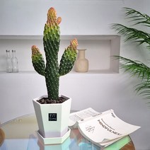 앤드플라워 전국 택배발송 중형실내화분 금전수(50cm) 은행목 스투키(55cm) 녹보수 몬스테라 안스리움 홍콩야자 콩고 율마 뱅갈고무나무 소포라 개업화분 미니화분 공기정화식물, 15. 만세 선인장