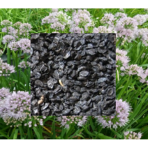 (성실C)두메부추씨앗 20ml