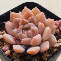 [다육식물]핑크브라이트, 1개