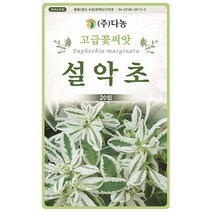 브랜드없음 설악초씨앗 20립[AB], 단품없음