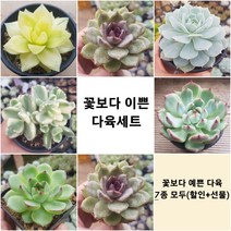 다육 식물 [ 특별구성 7종+선물], 8번- 7종 모두+(선물)