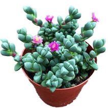 그린ovia카네이션나팔꽃타카디오스코아체육관Crassula um벨라 - Semillas, 뿔 베고니아 50