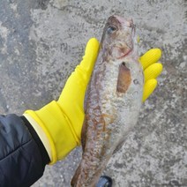 생대구 2kg 통대구 생물대구 동해 거제, 생대구 2kg(생물 급냉)