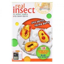 리얼 곤충화석 발굴키트 (2개세트)