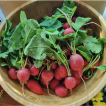 [ 국산 ] 래디쉬 1kg 레디쉬 래디시 방울무 적환무 무 radish 빨간무 레디쉬방울무 붉은무, 1개