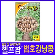 헬프팜 범호강낭콩 600g 씨앗 종자 그린하트바이오