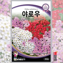 야로우 200립 / 다년생 허브씨앗 서양톱풀 다닥잎톱풀 아킬레아 꽃씨 yarrow