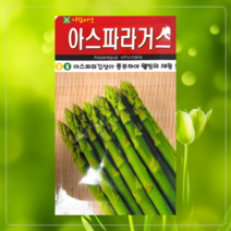 아스파라거스 브로콜리 셀러리 파슬리 미니양배추 방울 스테비아 바질 공심채 고수 루꼴라 비타민채 청경채 곰보 텃밭 주말농장, 방울양배추