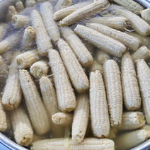 강원도찰옥수수 홍천횡성평창정선 옥수수 찰옥수수 미백옥수수 냉동옥수수 찐옥수수 흙찰옥수수 흙찰찐옥수수, 생물찰옥수수30개, 30개