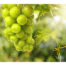 튼튼마트 고당도 샤인머스켓 2-2.5kg 4kg 원플원, 2kg~2.5kg(2~3송이)1+1