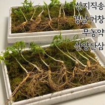 경남 거창 자연산 산양산삼 산양삼 7년근 9년근 11년근 7뿌리 장뇌삼 산삼, 산양산삼7년근_7뿌리
