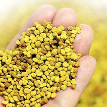 레이디 농장 칠갑산 국산 벌화분 먹는 꿀화분 꿀벌 벌꿀화분 비폴렌 꽃가루, 벌화분500g