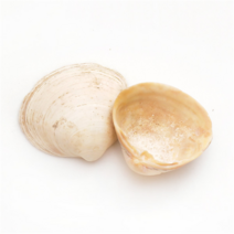 조개모형 조개껍데기 100g, A01 조개껍질 노랑