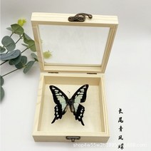 동상 조각상 실제 나비 표본 디스플레이 어린이 교육용 무대 과학 생일 선물, 1.6