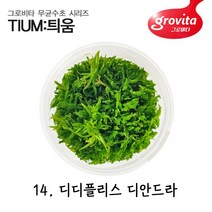 무균수초 디디플리스 디안드라/무균배양/액상배지/