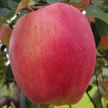 양광 사과 5kg(16-17과), 상세 참조