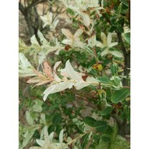 묘목/화이트핑크셀릭스/성목R4 N0615