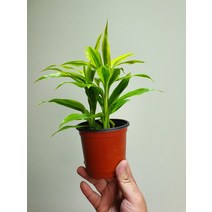 [공룡꽃식물원]드라세나 산데리아나 골드