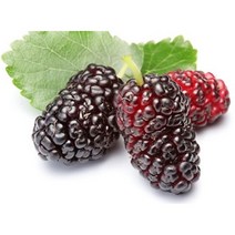 여성용차 야생뽕차 토종차 영양차 대형 오디차 20티백 말린열매티백 식재료 달콤 달달