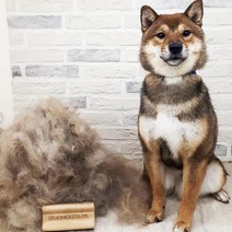 ZOORO 주로 그루밍 빗 고양이 강아지 털정리 브러쉬, 미니