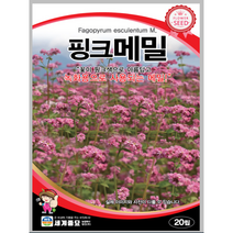 핑크메밀 씨앗 50립 꽃씨, 1개