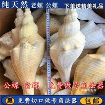 철갑상어키우기 구피암컷 베타암컷, 01 소라 길이 25센티