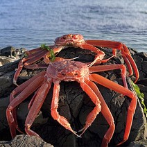 조업 싱싱한 포항 자숙 찜 연지홍게 실속형 2.5Kg(5~9마리)