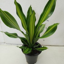 [성심] 맛상게아나(행운목이라 불려요), 1개