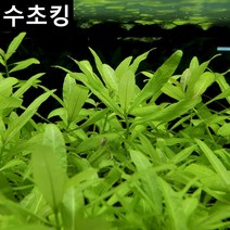 수초킹 키우기 쉬운 초보수초 하이그로필라 포리스페루마, 5촉