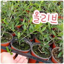 올리브나무-꽃말은 평화