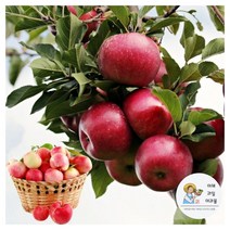 야과몰 맛있는 가정용 못난이 사과 흠 사과 (소 3kg)