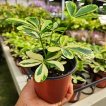 무늬 홍콩야자 소품 꽃비관엽, 1개